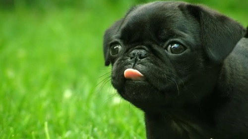 share:  can we just take a moment to appreciate pugs  I mean c’mon look at these cute  stupid ass  lil mother truckers  I want 50      