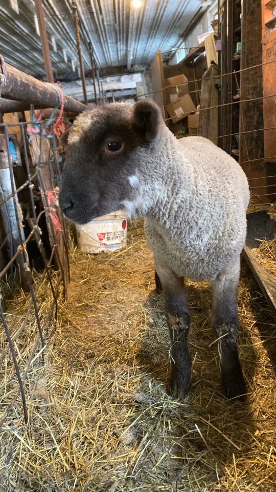 My Cute Lamby Boi