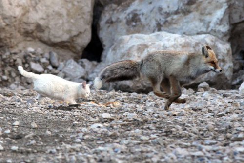 blua:A cat and fox became two unlikely best friends that share a territory and hunt togeth