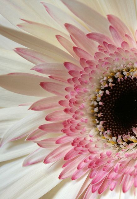 Brown Eyed Whimsey