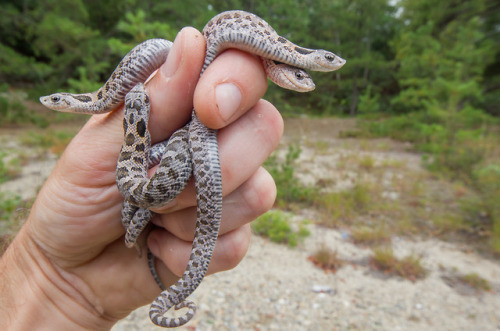 lovingexotics: Hatchling Eastern Hognoses Heterodon platirhinos Source: Here