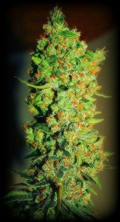 I am in love with Mary Jane