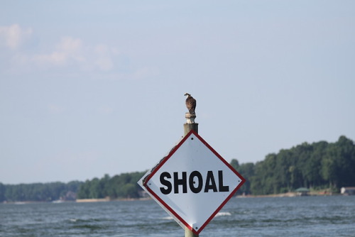 Great news from the osprey nest: The parents seem to have accepted the two new additions!  All 