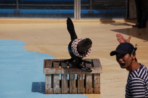 seal show