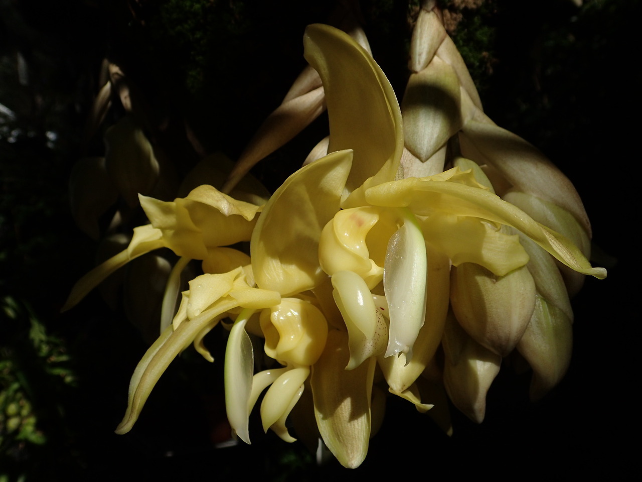 orchid-a-day:    Stanhopea warszewicziana  August 19, 2017   this orchid is fleshy