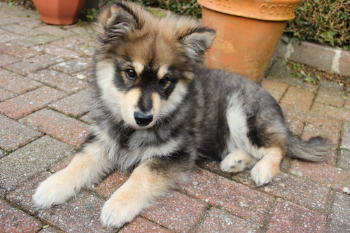 littlelappie:He is getting bigger every day