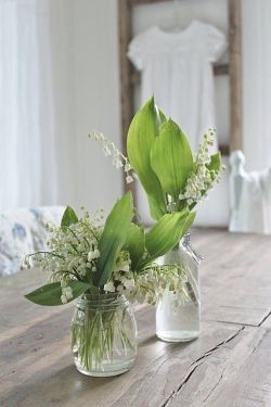 Lily of the Valley 