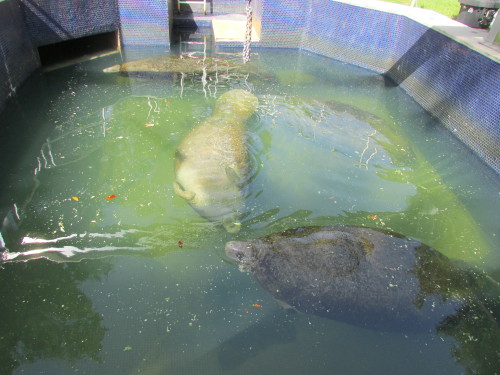 Manatees at Ellie Schiller Homosassa Springs Wildlife State Park