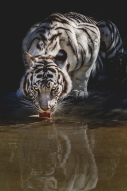 visualechoess:  White tiger (panthera tigris)  - (via) | VE