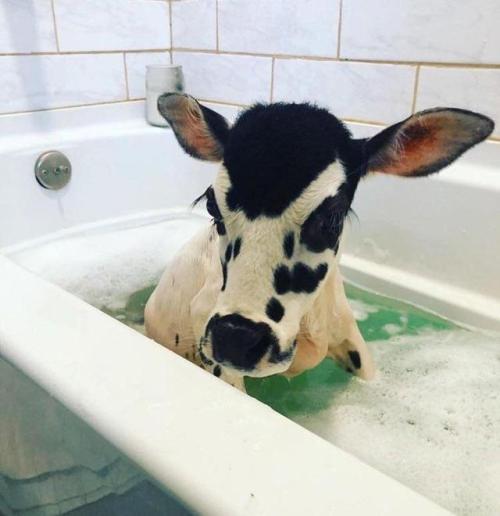 awwcutepets:Here is a cow enjoying a nice bath. That’s all.