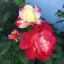 floral-spirits