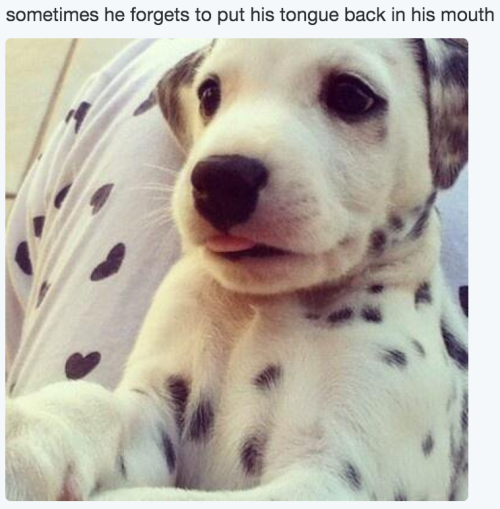 itsbabyanimals: cutest posts imaginable!