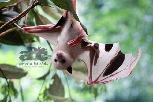 pukakke:Leucistic/Piebald Grey Headed Flying Fox who currently resides at the Australian Bat Clinic 