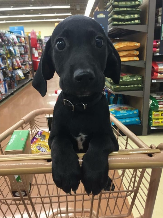 awwww-cute:  Time to go shopping! (Source: http://ift.tt/2byGc2x)