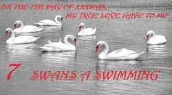 sexual-eyesed:  It’s not often that I know practically all the names of all the models I feature here but here are my seven swans a swimming. Happy Titty Tuesday and have a Happy New Year!