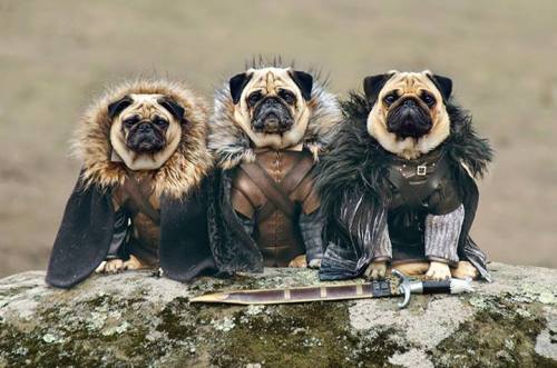 anarchycamp:  I swear by the old dogs and the new. 