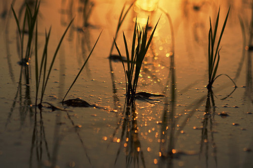 Young Rice Plants at Sunset by jasohill on Flickr.