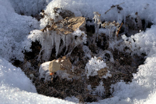 Ice crystals, my winter garden.  As the ground freezes, the ice crystals push up.