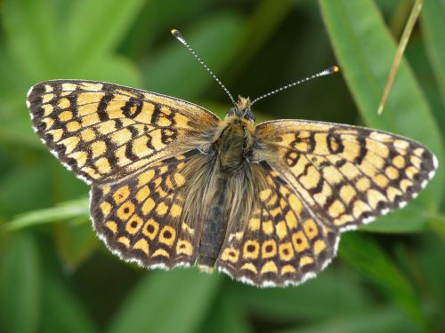 Glanville fritillary (Melitaea cinxia)The Glanville fritillary is a butterfly of the family Nymphali