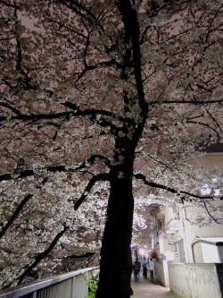 saqqoro:  Cherry Blossoms in the Night 