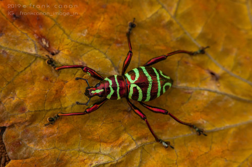 jumpingjacktrash: onenicebugperday:Pachyrhynchus Weevils, Southeast Asian IslandsPhotos by Fran