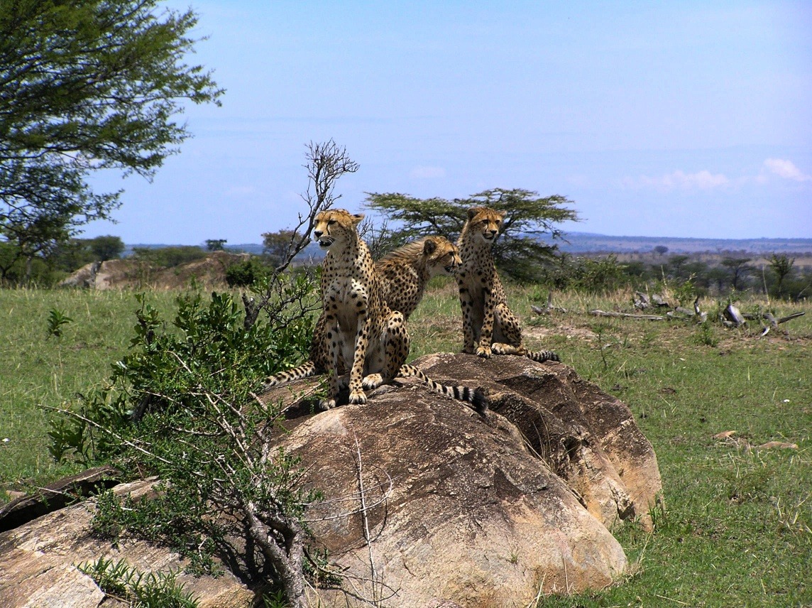 Cheetahs (mom and two juvenile cubs) in the Serengeti. Photo taken by rjzimmerman in March 2006.
I just posted a few photos from one of our trips to Tanzania. When I read about the slaughter of elephants and rhinos and lions in Tanzania, I’m upset...