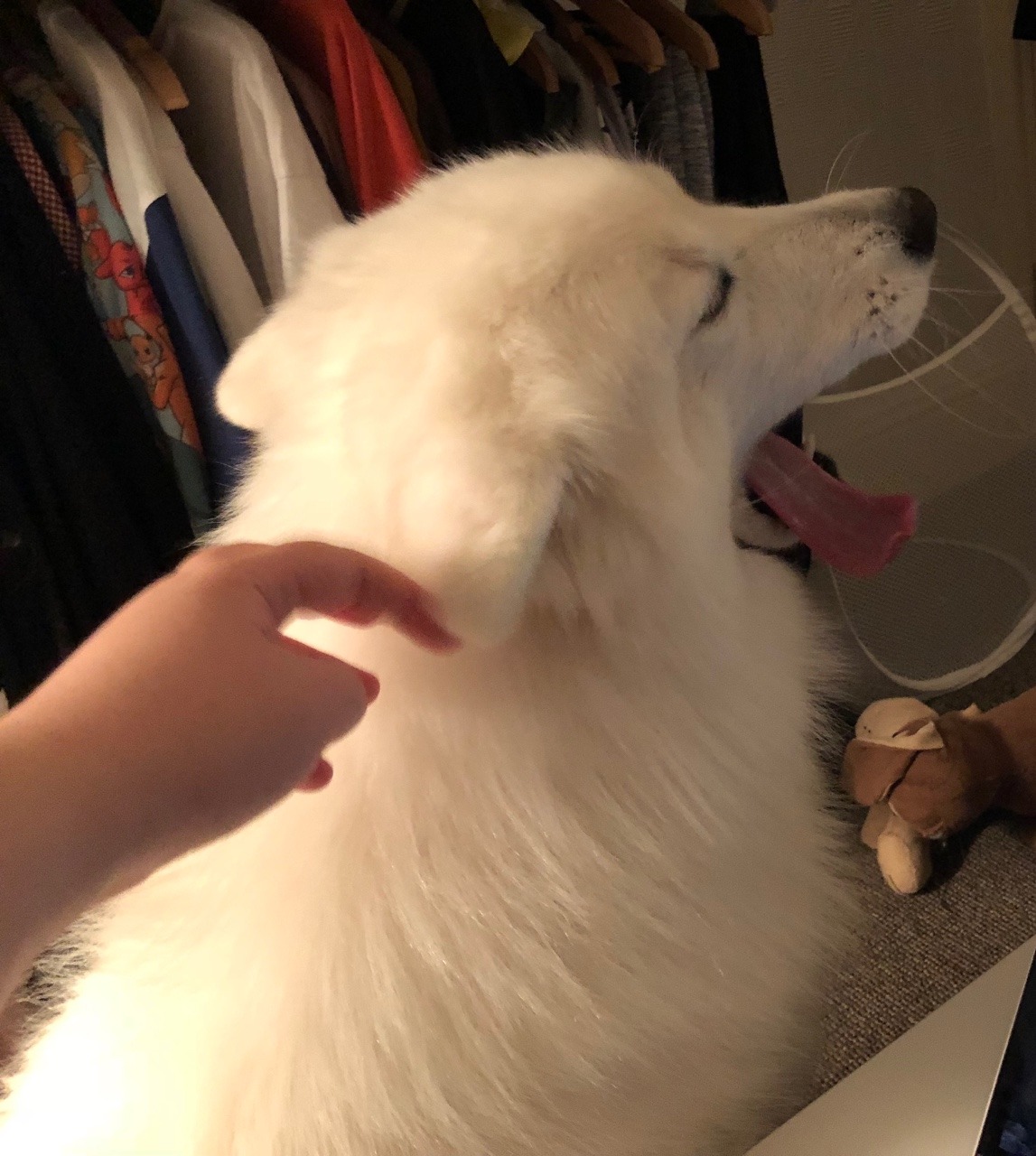 cloudthesamoyed:  tongue