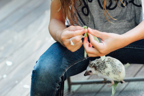 when a child loves a hedgehoginstagram.com/peartreestore/