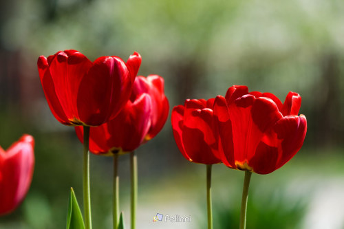 blooming red tulip flowers. beautiful spring holiday card background - blooming red tulip flowers. beautiful spring holiday card background #tulip#red#flower#nature#floral#spring#background#green#beauty#beautiful#petal#bloom#fres