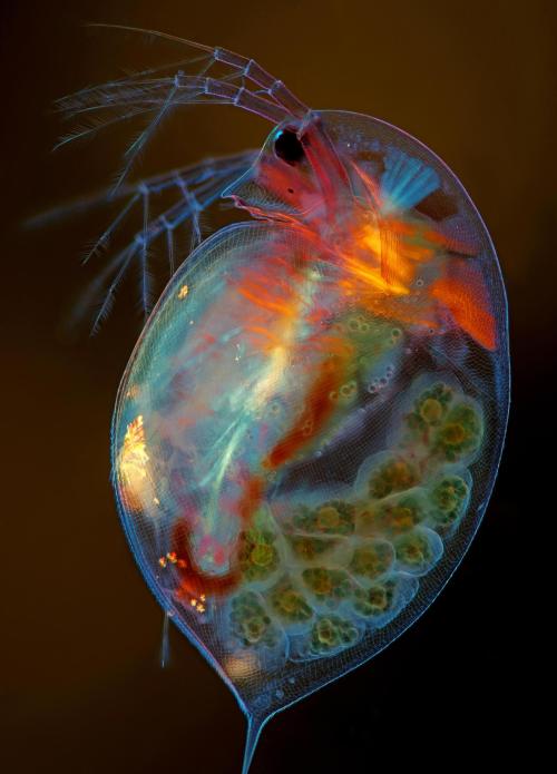 Pregnant Daphnia Magna (small planktonic crustacean).