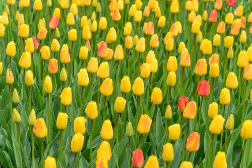 Keukenof, Holland.Tulips, hundreds, thousands, maybe millions of tulips, muscarii, and other flowers