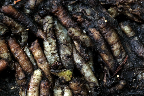 The irony of dead maggots2020Photograph, Dead maggots