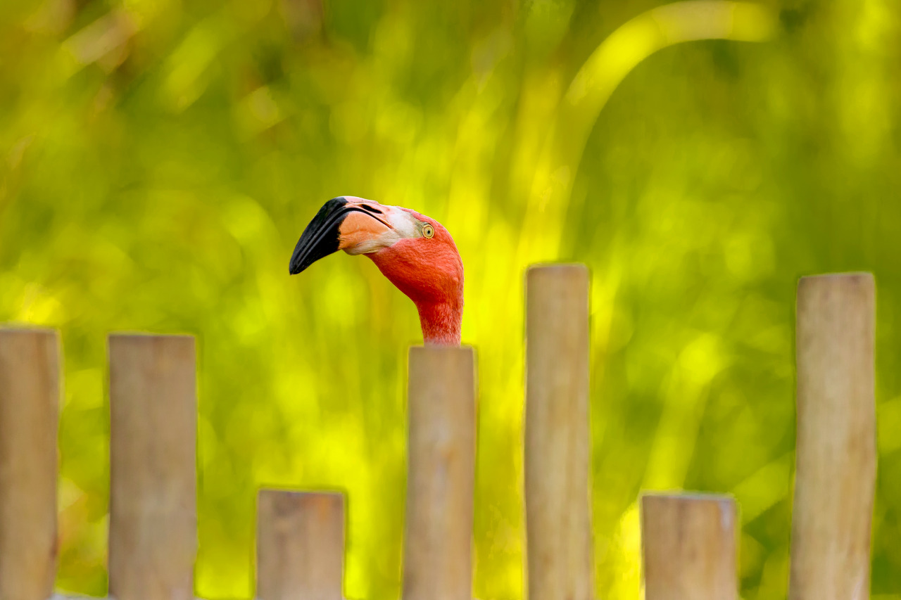 friendly flamingo (#42) - Sacramento, California