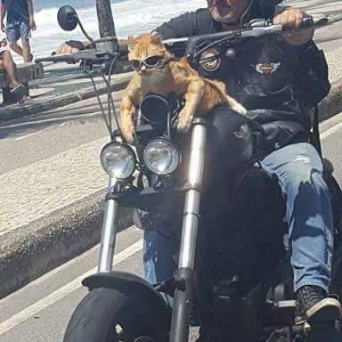 annapblack:  GUYS,  There’s a cat in a town nearby where I live in Brazil that likes to go on motorcycle rides with his owner.  He wears motorcycle goggles and everything. LOOK AT THIS LITTLE COOL DUDE:  The chillest dude you’ll ever see. 