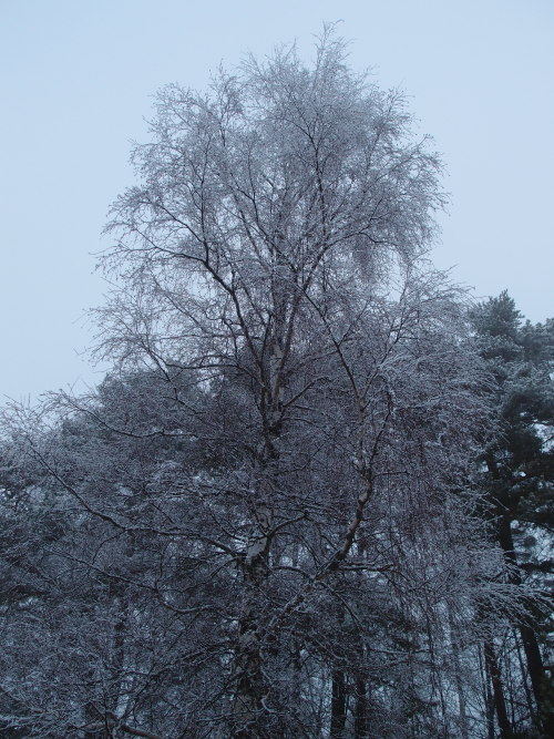 Betula pendula — silver birchPinus sylvestris — Scots pine