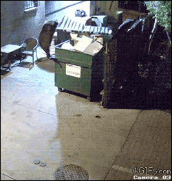 4gifs:  Bear steals entire dumpster [video]