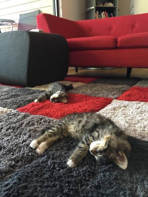 everythingfox: “When your foster kittens match your decor! Exhausted from their first day exploring 