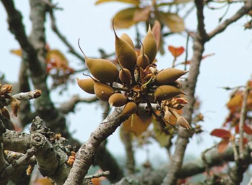 Biodiesel from tree seedsNew research out of India suggests that tree seeds can produce a cleaner bi