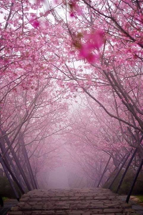 Porn sixpenceee:  The garden of Saiho Ji in Kyoto, photos