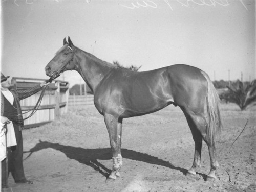 Melbourne Cup Day is celebrated today in Australia. This is a photograph of the great racehorse