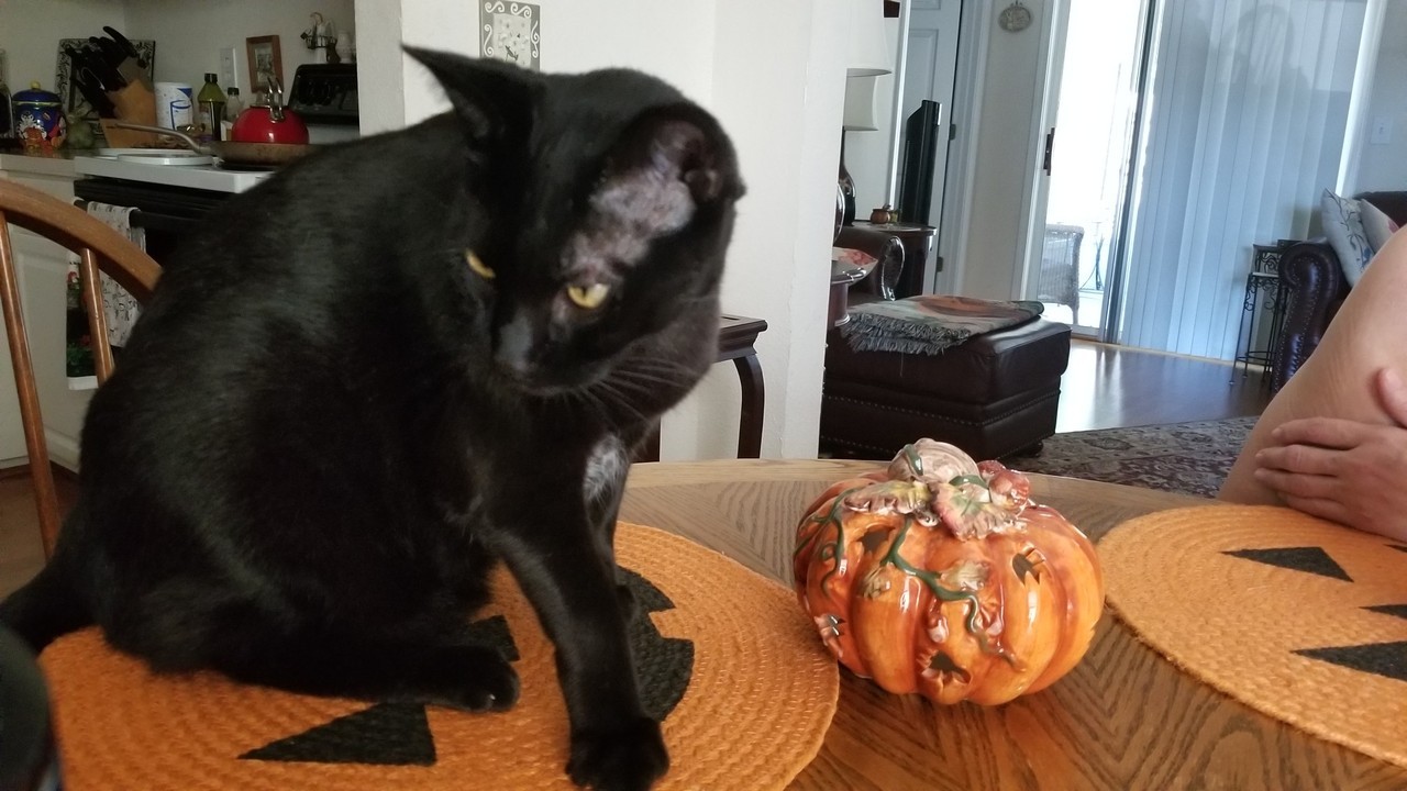 My aunt’s cat Ollie!!!