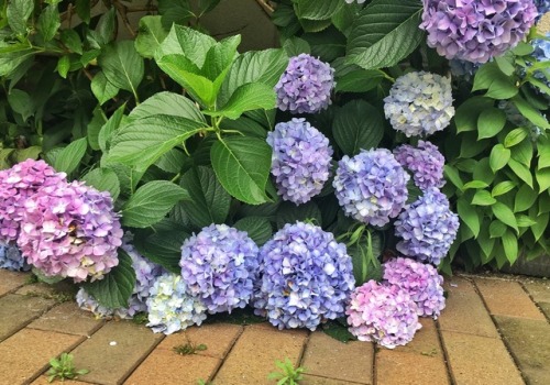 shoku-and-awe: I love Tokyo during hydrangea season. These ones are so full and gorgeous they can&rs