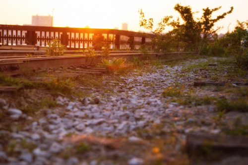nythroughthelens:  High Line at the Rail Yards. The final section of railroad tracks.  —- The High L