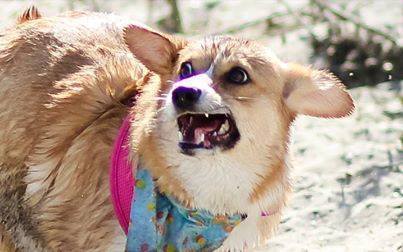 emmathebean:  gatsbyadventures:So a couple Corgi Ladies and I were talking about