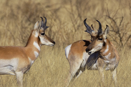 Pronghorns (Antilocapra americana), Las Cienegas National Conservation Area, Arizona.