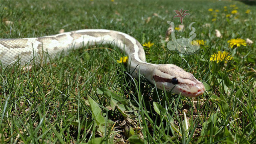 i-m-snek:Springtime!~Photos by @starrcrossrose