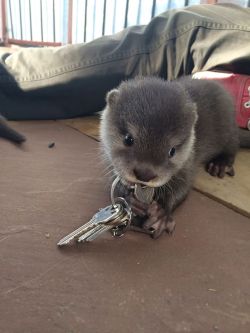 fantasticplaneteer:awwww-cute:A baby otter