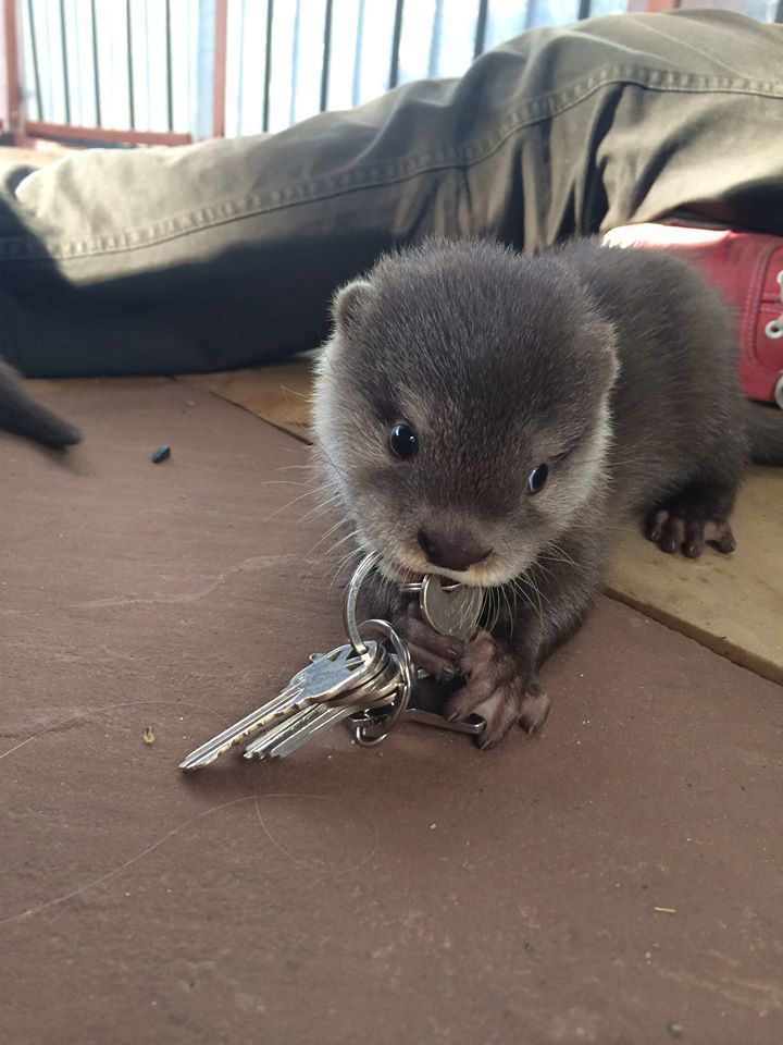 cute-overload:A baby otter stole my friend’s keys.http://cute-overload.tumblr.com