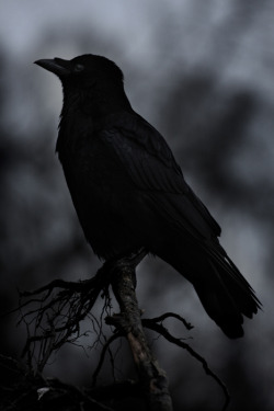 worshipthecrow:  Windwesen 