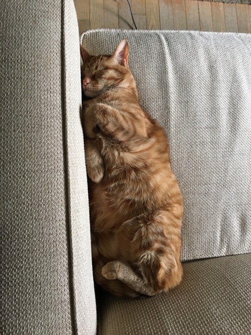 chubbycattumbling: This is Howie and his multi-colored dream tummy, smooshed into the corner of our 